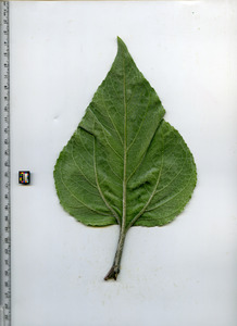 leafbottom