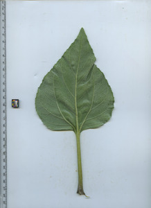 leafbottom