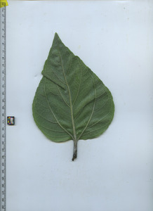 leafbottom