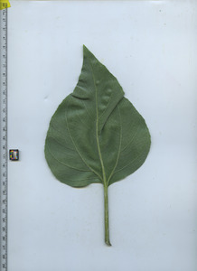 leafbottom