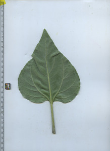 leafbottom