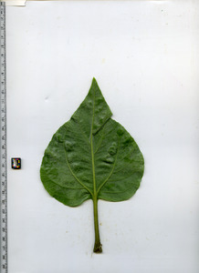 leafbottom
