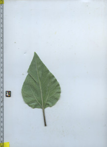 leafbottom