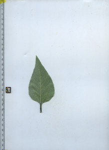 leafbottom
