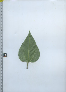 leafbottom