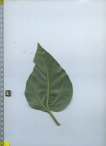 leafbottom