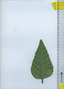 leafbottom