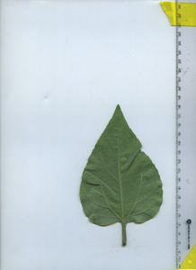 leafbottom
