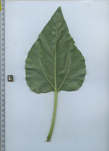 leafbottom