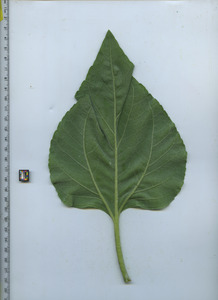 leafbottom