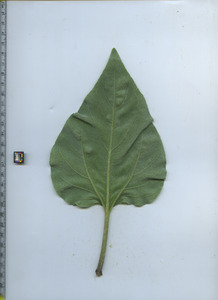 leafbottom