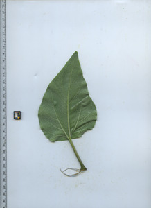 leafbottom