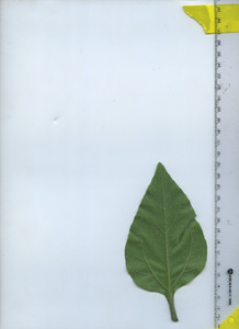 leafbottom