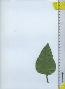 leafbottom