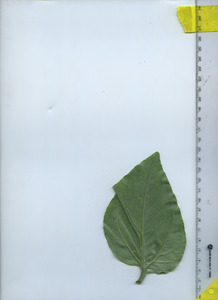 leafbottom