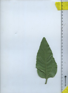 leafbottom