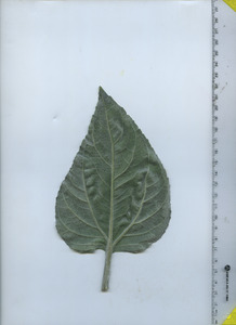 leafbottom