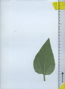 leafbottom
