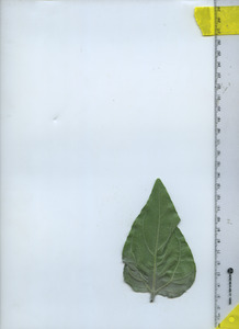 leafbottom
