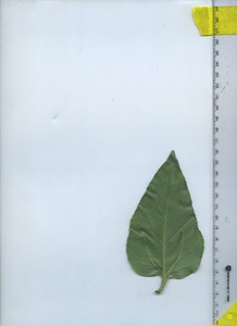 leafbottom