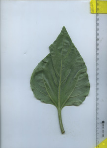 leafbottom