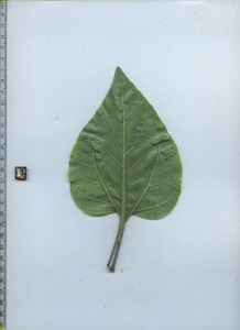 leafbottom