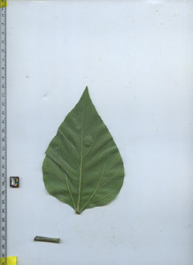leafbottom