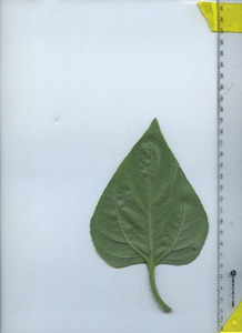 leafbottom