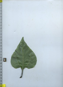 leafbottom