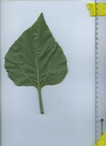 leafbottom