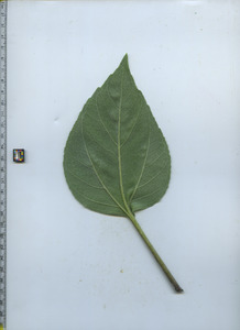 leafbottom