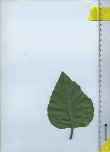 leafbottom