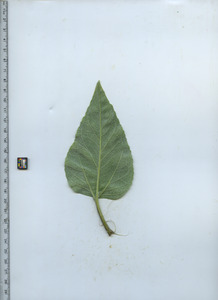 leafbottom