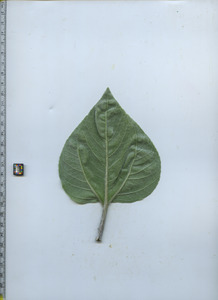 leafbottom