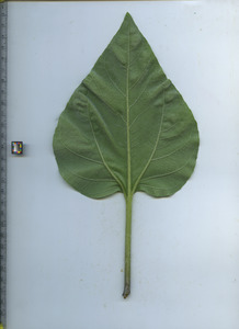 leafbottom
