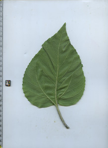leafbottom