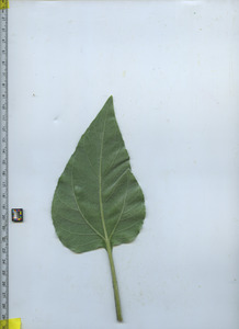 leafbottom