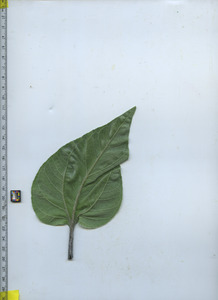 leafbottom