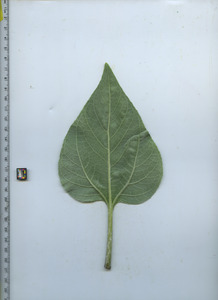 leafbottom