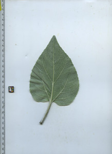 leafbottom