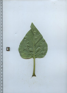 leafbottom