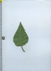 leafbottom