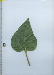 leafbottom