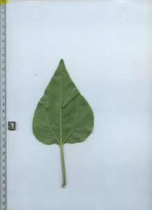 leafbottom