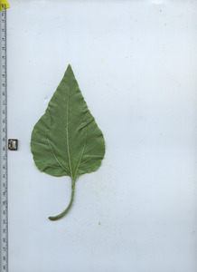 leafbottom