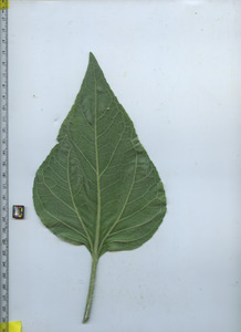 leafbottom