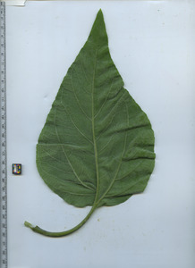 leafbottom