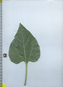 leafbottom