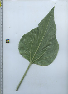 leafbottom
