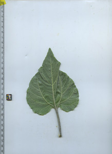leafbottom